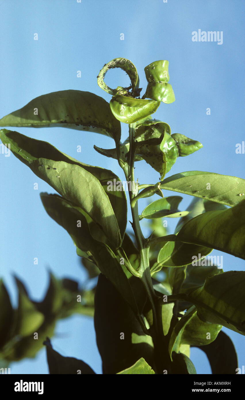 Black citrus aphid Toxoptera aurantii damage and distortion to young orange shoot Stock Photo
