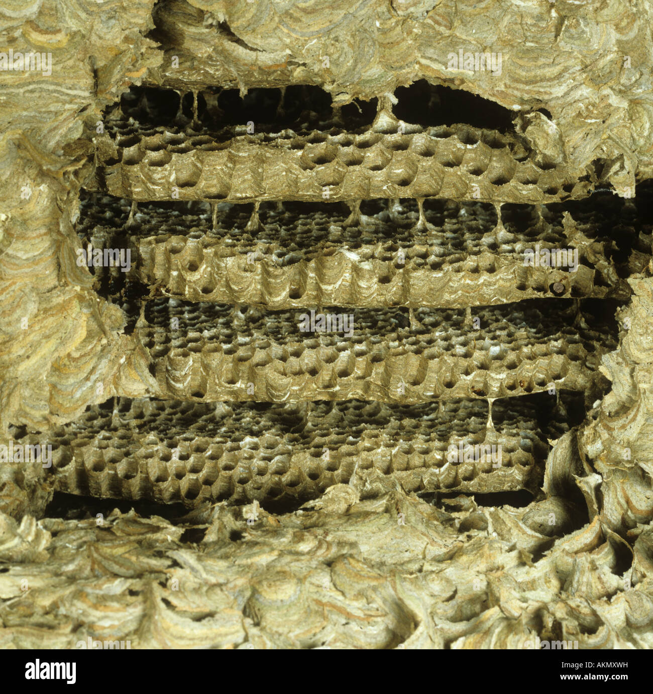 Side wall of large wasps nest open to showing old combs in winter Stock Photo
