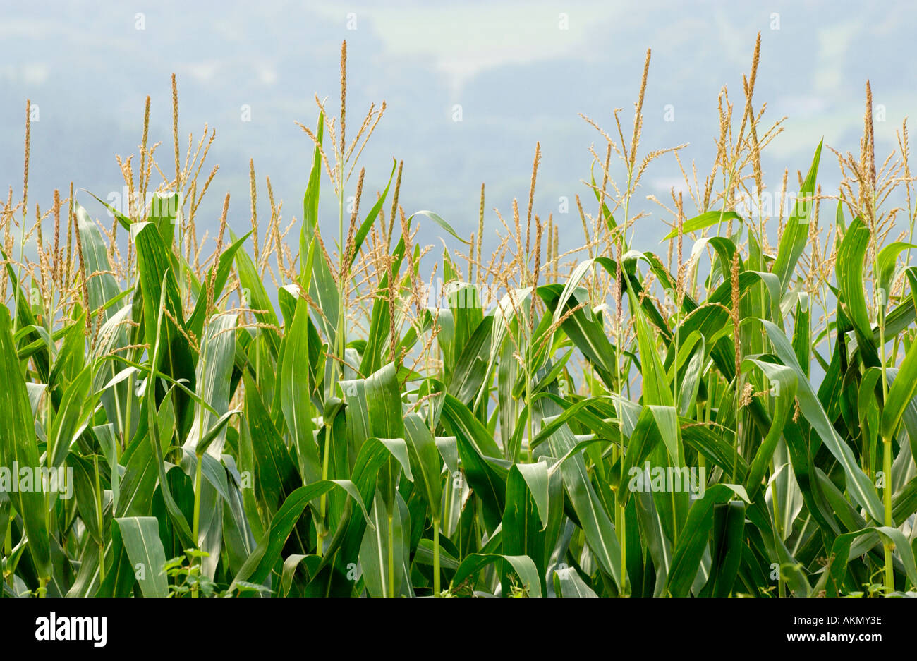 Maize growing in a farm field at Llanellen near Abergavenny