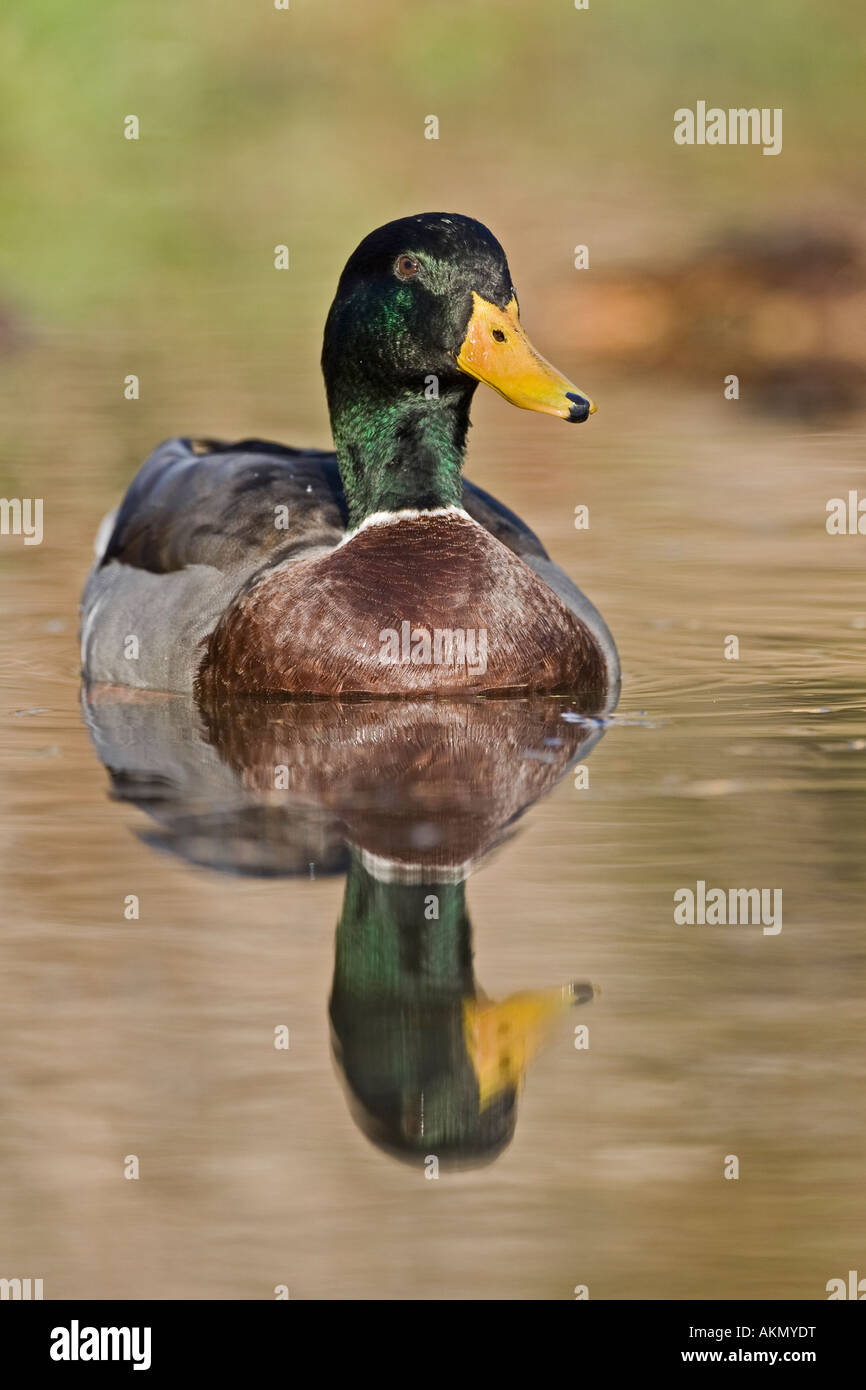 Drake Mallard Anas platyrhynchos on water with reflection Potton Bedfordshire Stock Photo