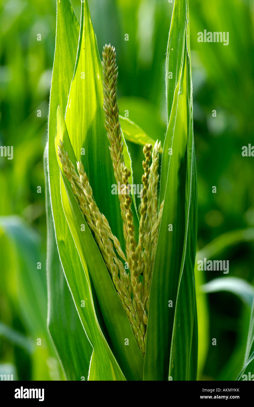 Close Up of Corn Tassel Stock Photo Alamy
