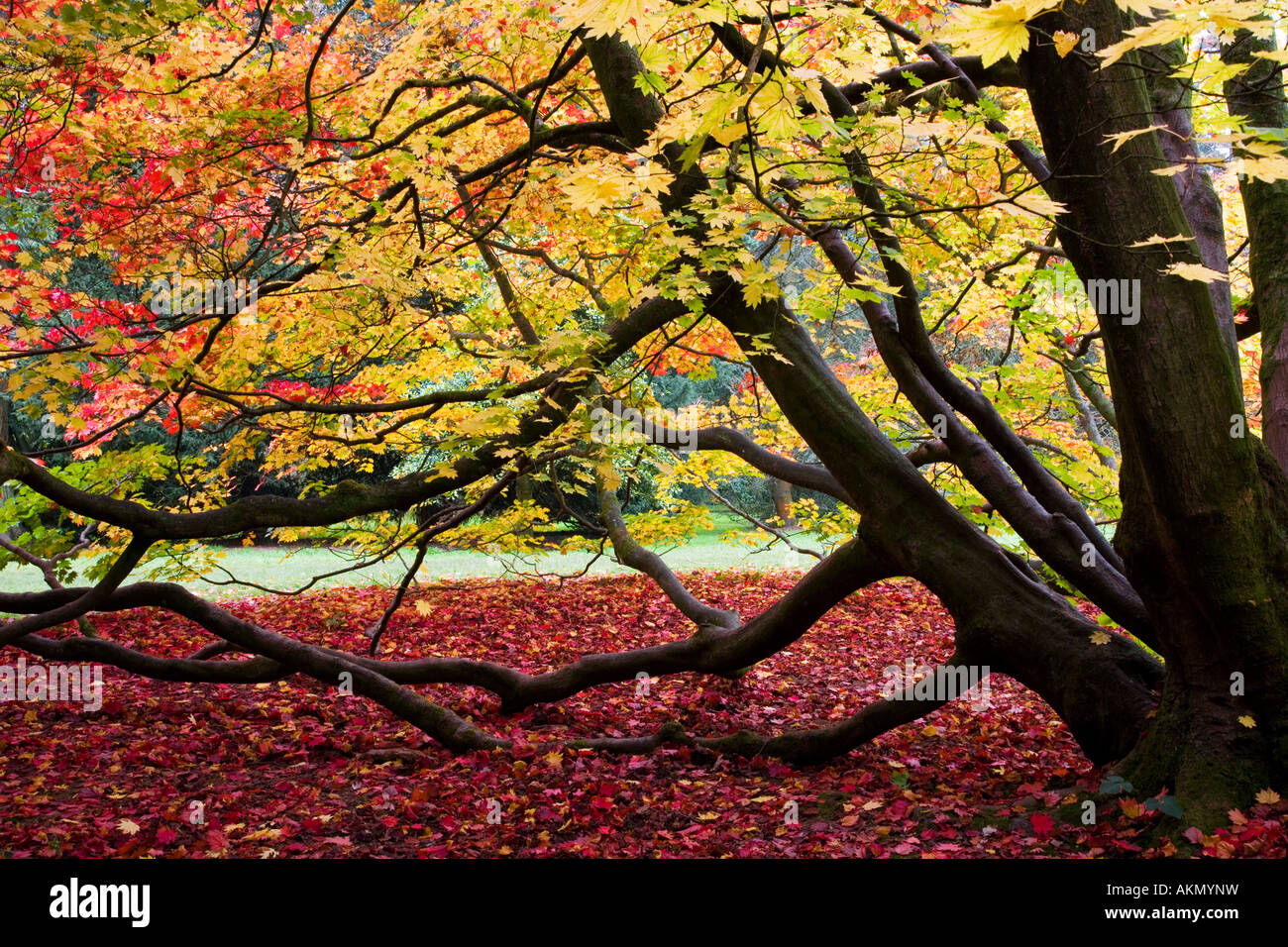 Trunk Leaves Autumn Westonbirt High Resolution Stock Photography and ...