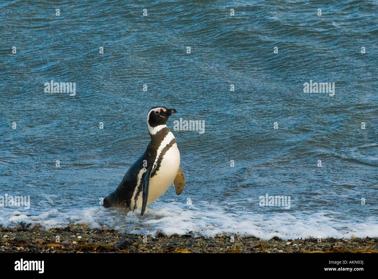 Magellanic Penguins on the Straits of Magellan near Punta Arenas, Chile ...