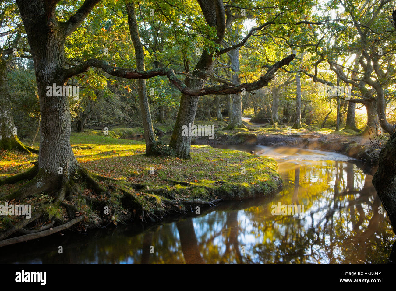 Early morning sunshine lights up this forest scene at Ober Water, New Forest, Hampshire Stock Photo