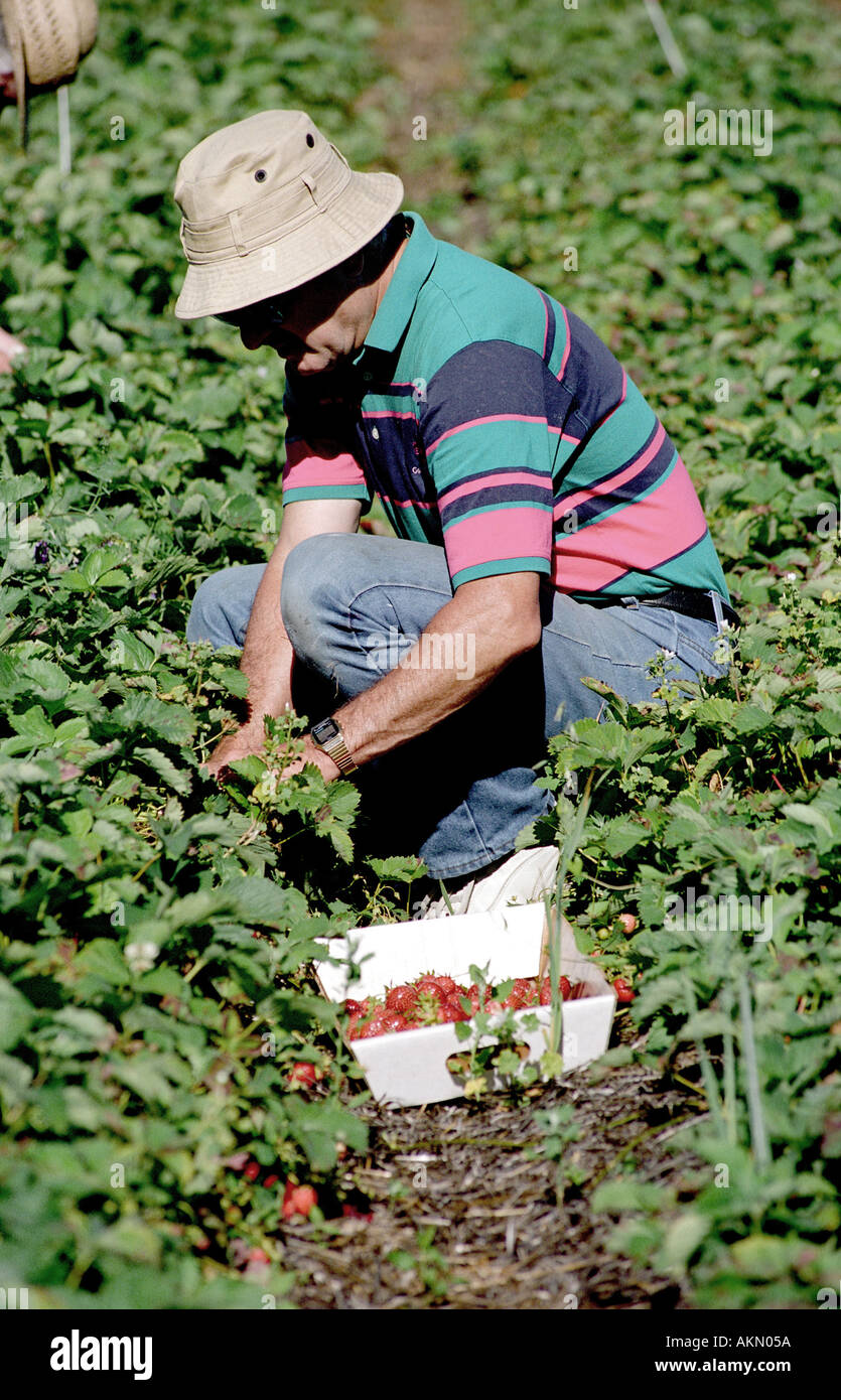 U Pick strawberry fields are an important part of the  industry in Traverse City Michigan Stock Photo