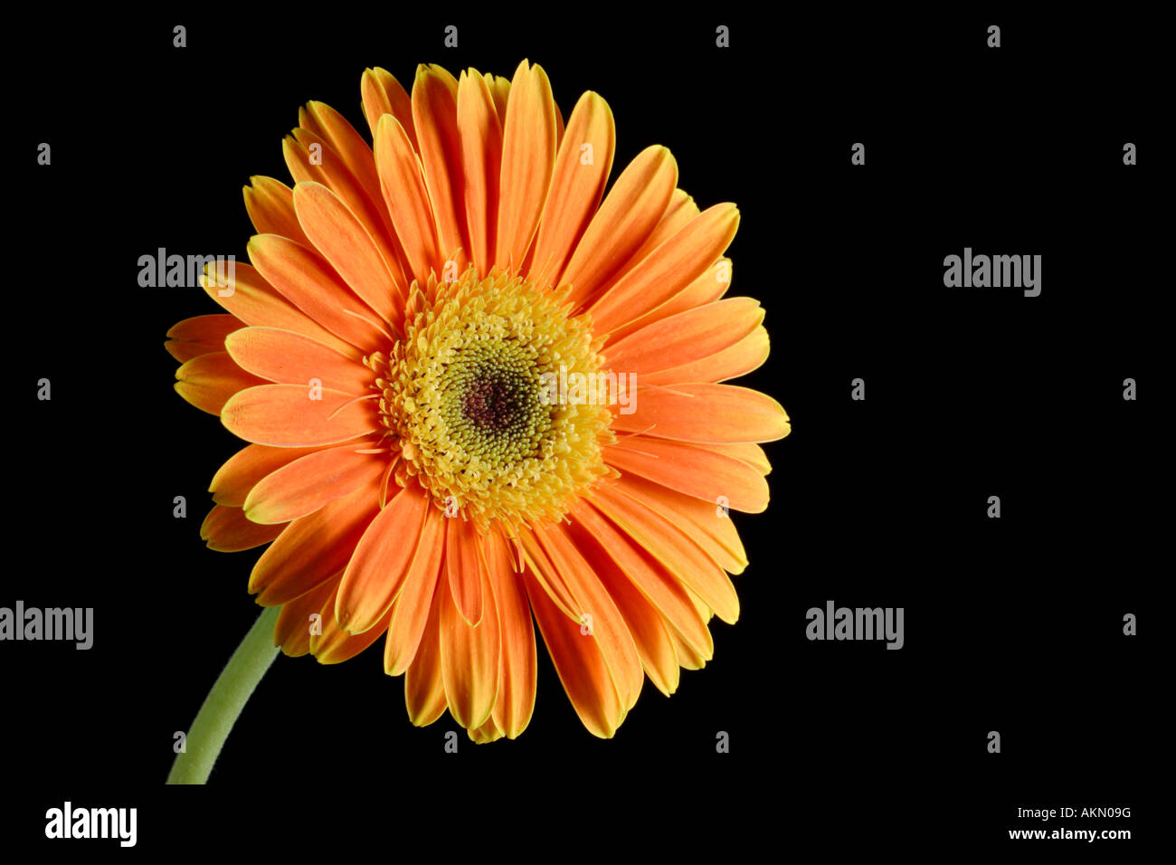 Gerbera flower Stock Photo