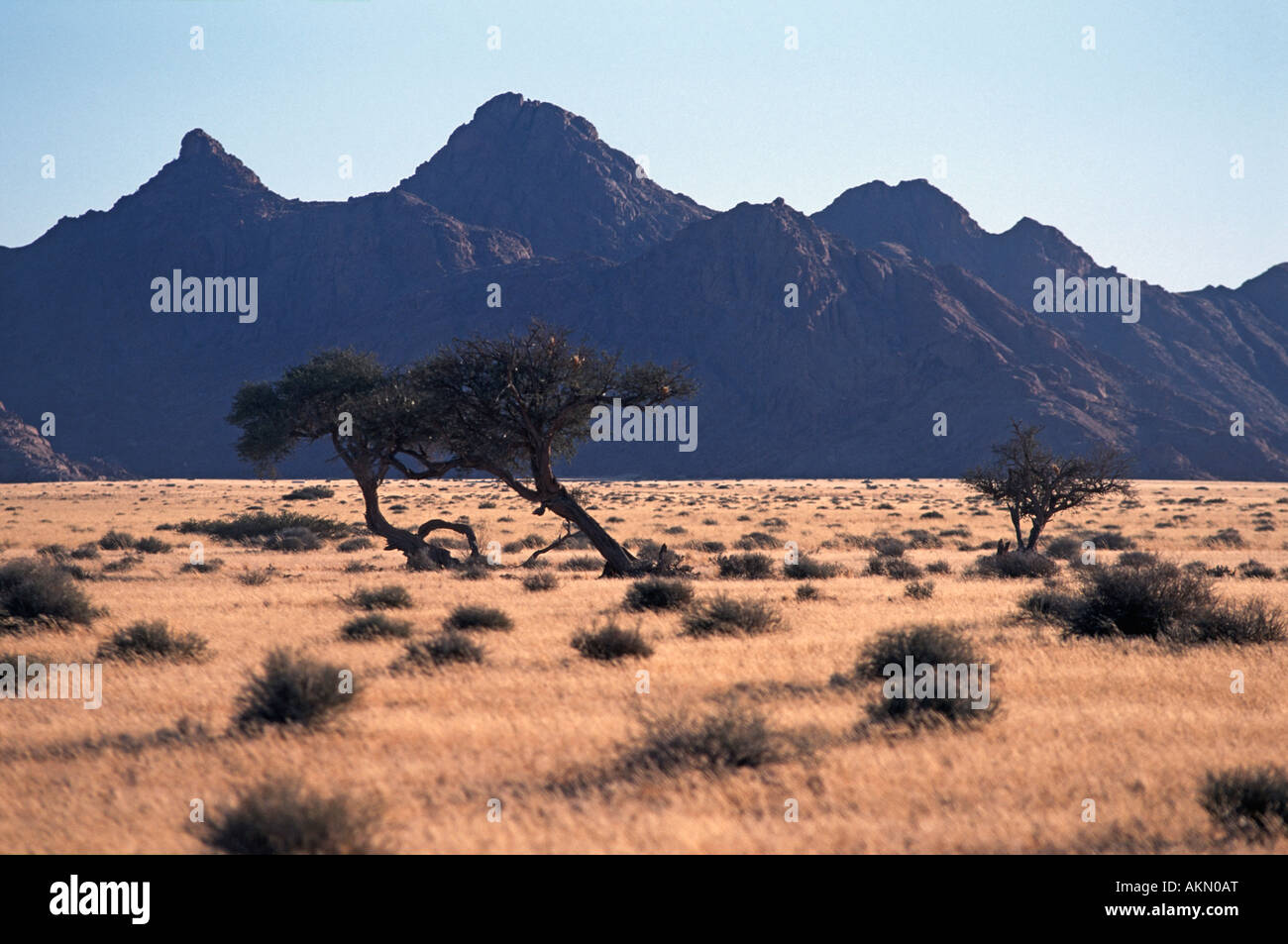 Scrub and acacia tree landscape en route to Sossusvlei Namib Naukluft National Park Namibia Early morning Stock Photo