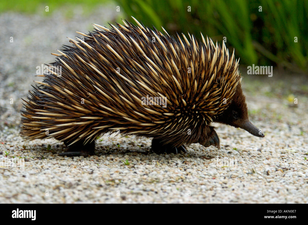 Echidna eating hi-res stock photography and images - Alamy