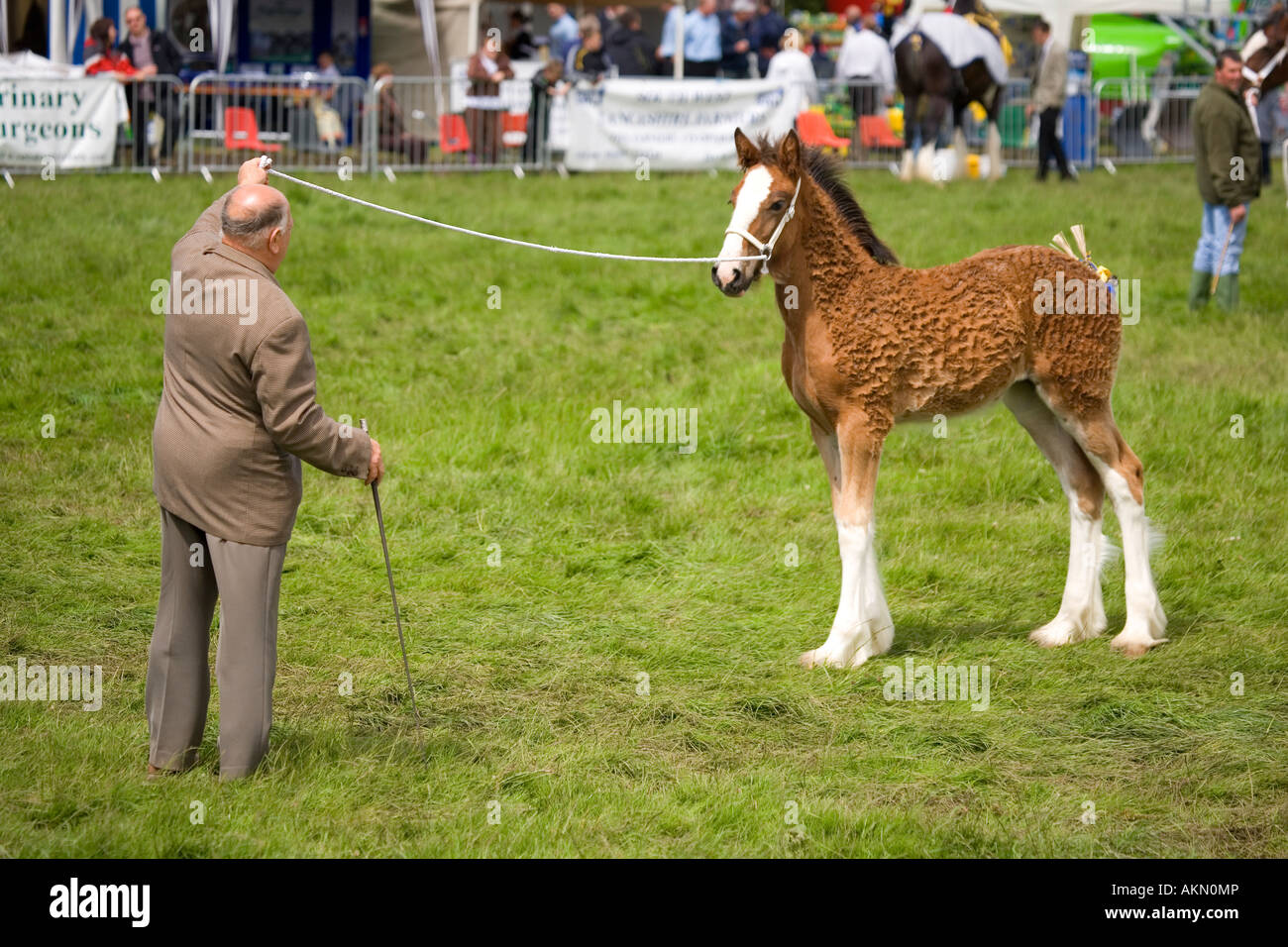 Shire horse foal mare mother daughter trainer handler horse ring hires