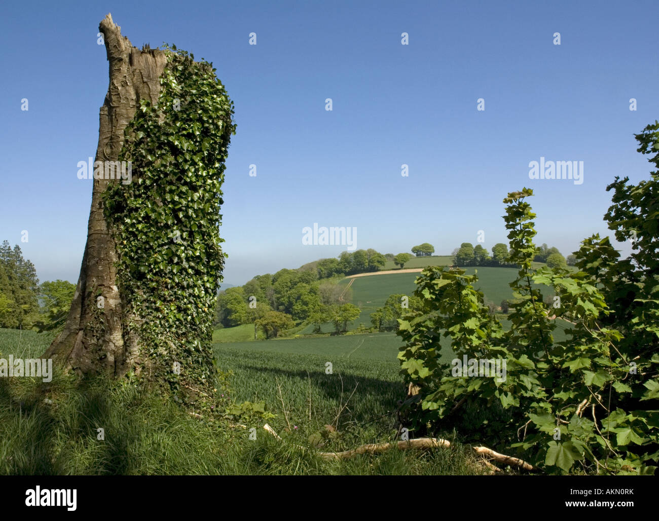 Old tree stump and rolling farmland near Cadbury in mid Devon Stock Photo