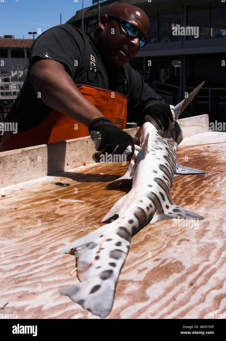 Leopard Shark Fisherman San Francisco California USA Stock Photo