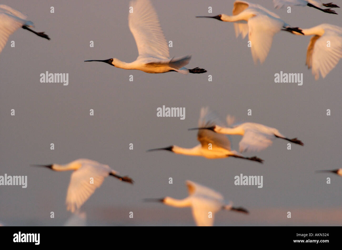 Royal Spoonbill Platalea regia Stock Photo Alamy
