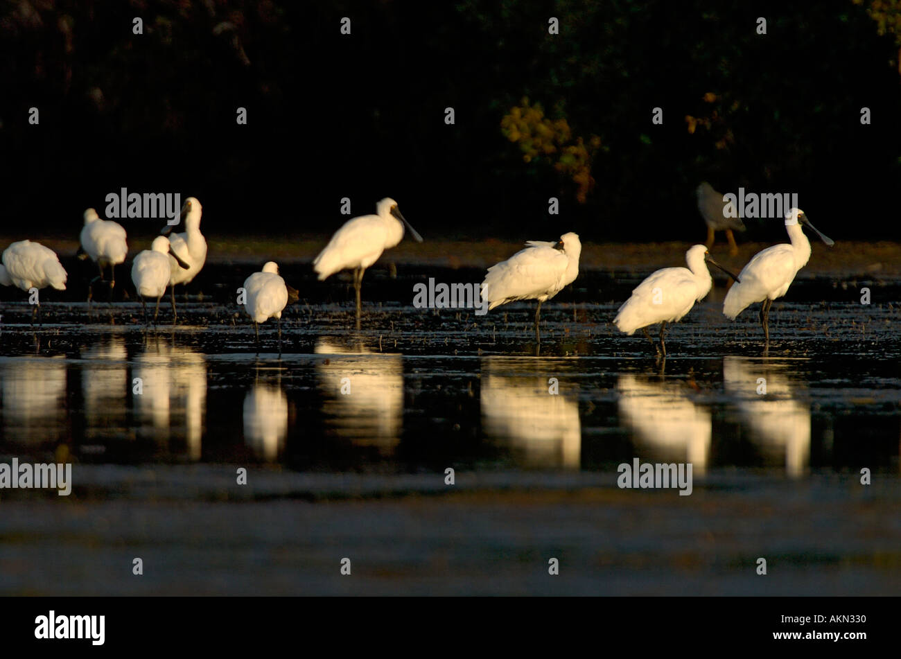 Royal Spoonbill Platalea regia Stock Photo Alamy