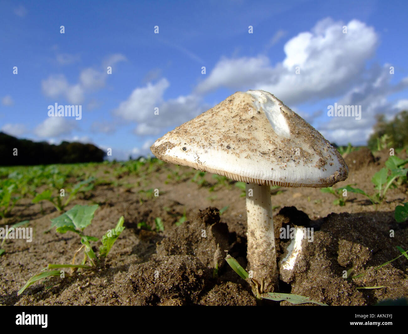Volvariella mushroom, Lincolnshire, England Stock Photo