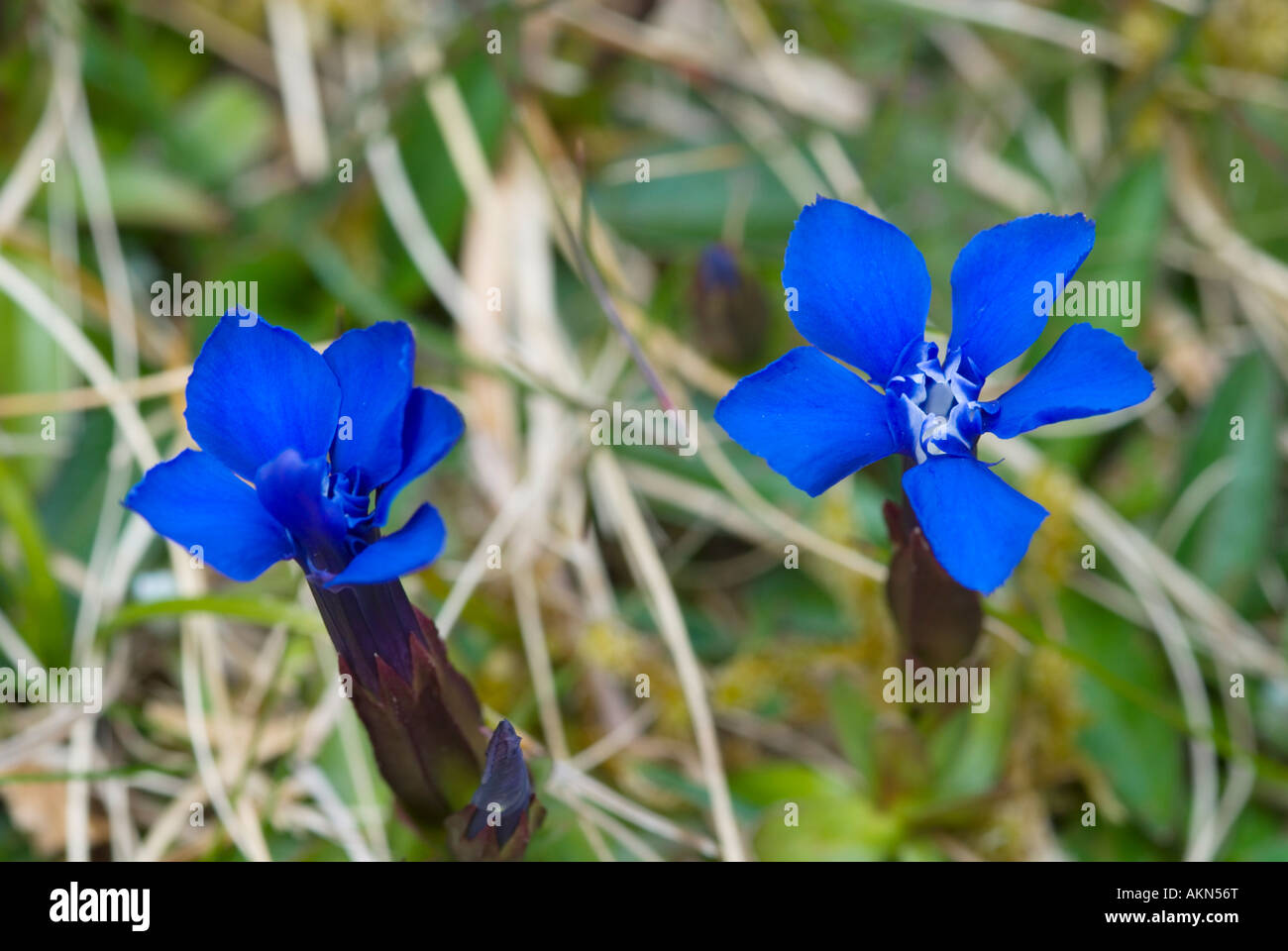 Spring Gentian, Gentiana verna, on The Burren, County Clare, Ireland Stock Photo