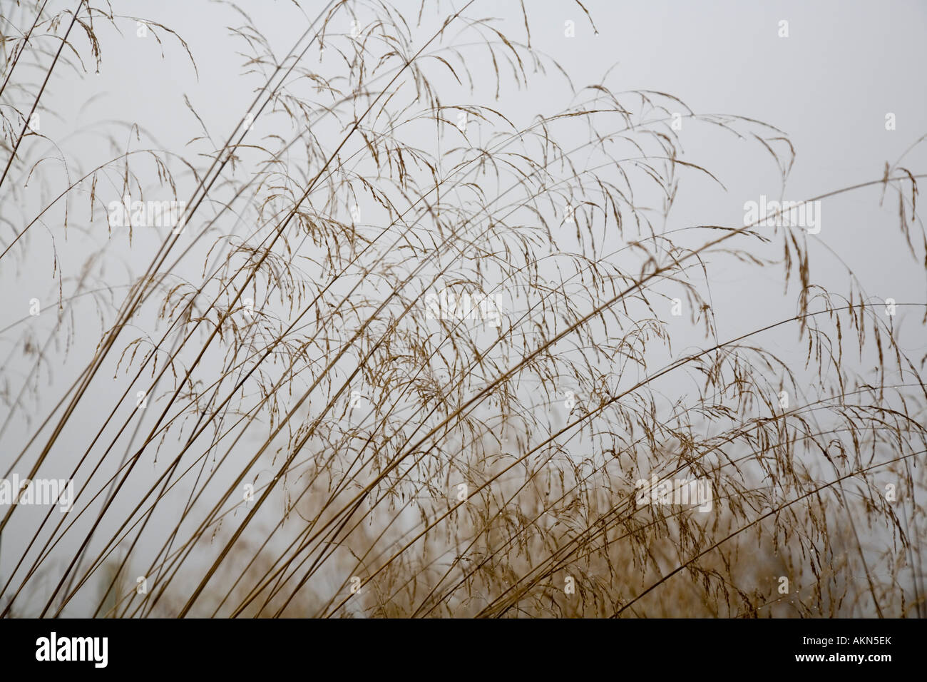 Heads of Deschampsia caespitosa weighed down by water droplets in the autumn fog Stock Photo