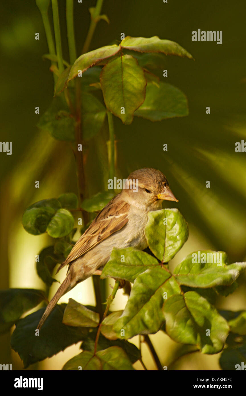 House Sparrow Passer domesticus Stock Photo