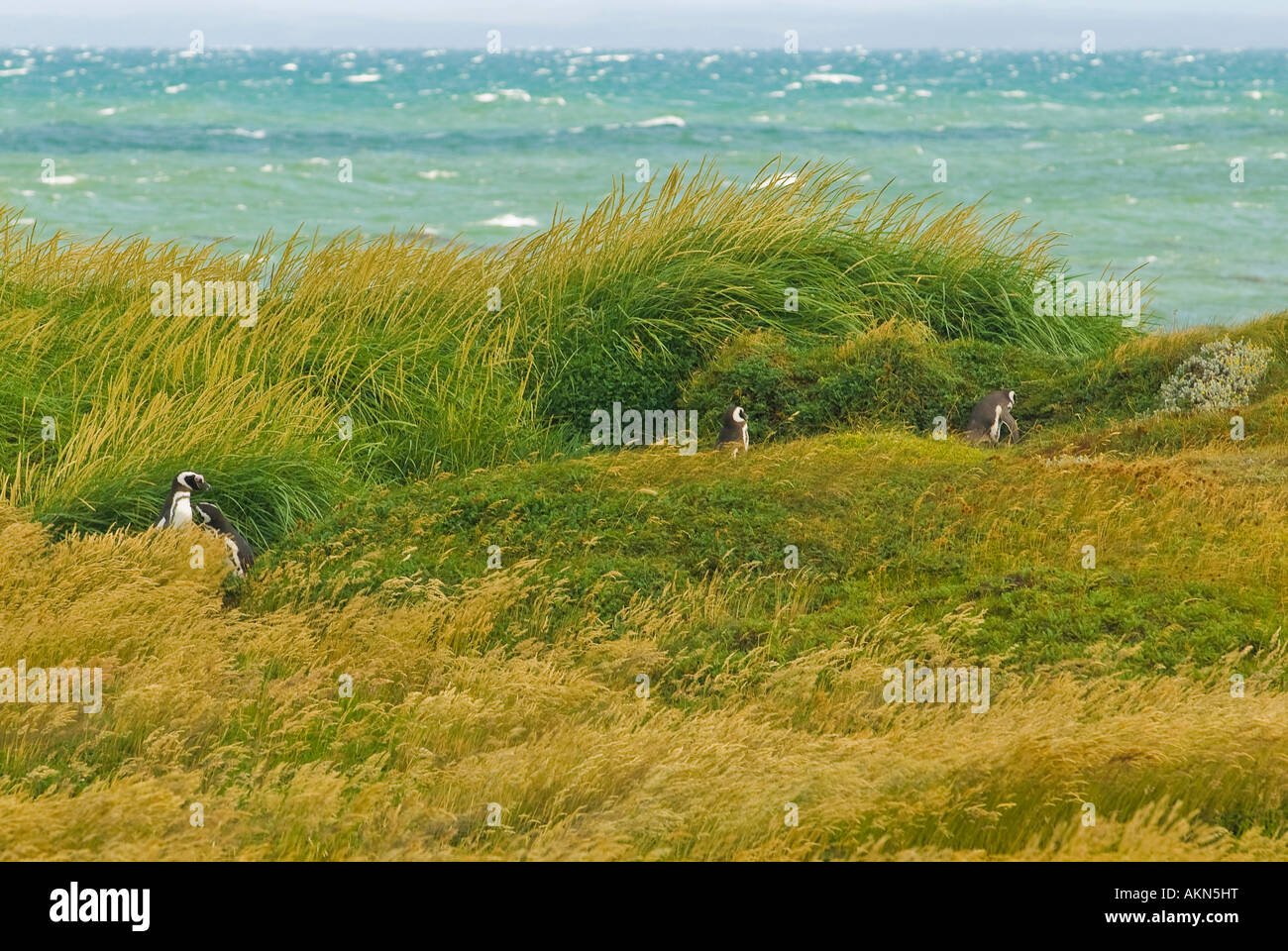 Magellanic Penguins on the Straits of Magellan near Punta Arenas, Chile ...