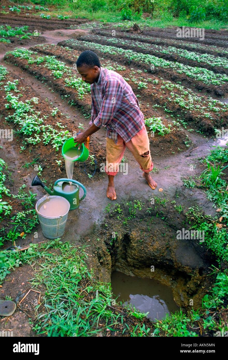 A man pours water from a shallow well to irrigate his small vegetable plot in Tabou Cote d'Ivoire Stock Photo