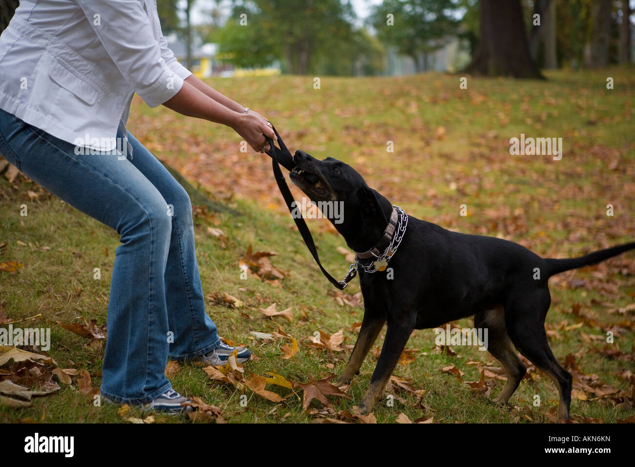 Dog top resisting leash