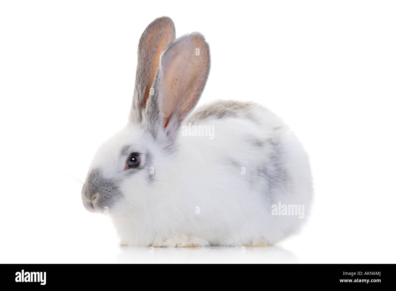 Adorable rabbit cute animal Cut Out Stock Images & Pictures - Alamy