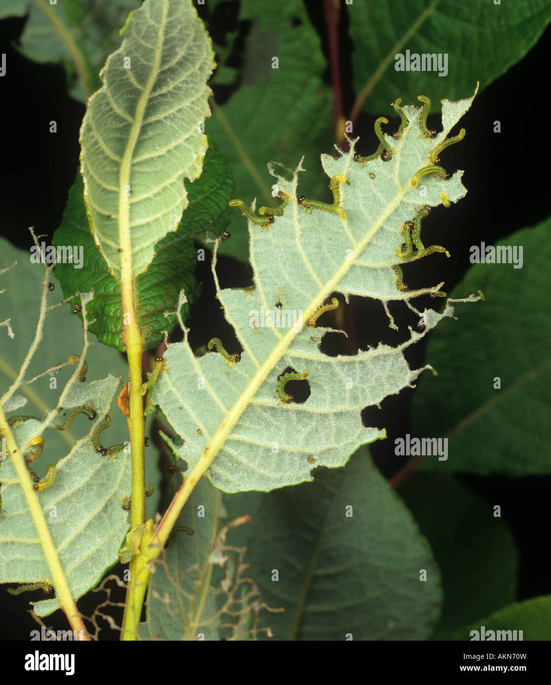 Young lesser willow sawfly Nematus pavidus larvae on damaged willow