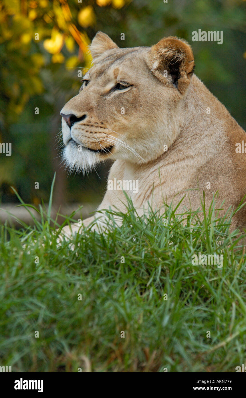 Lion Lioness Panthera leo lying in long green grass Stock Photo - Alamy