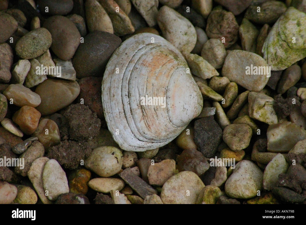 Shell on a beach Shell pebbles stones sea seashore shore beach paradise ...