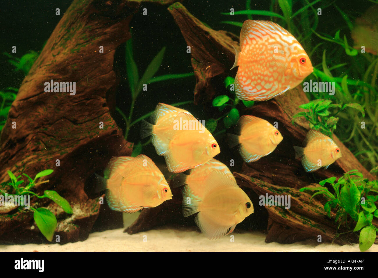 Discus fish - Symphysodon aequifasciatus Stock Photo