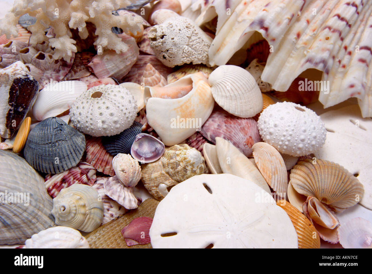 Variety of colorful sea shells Stock Photo