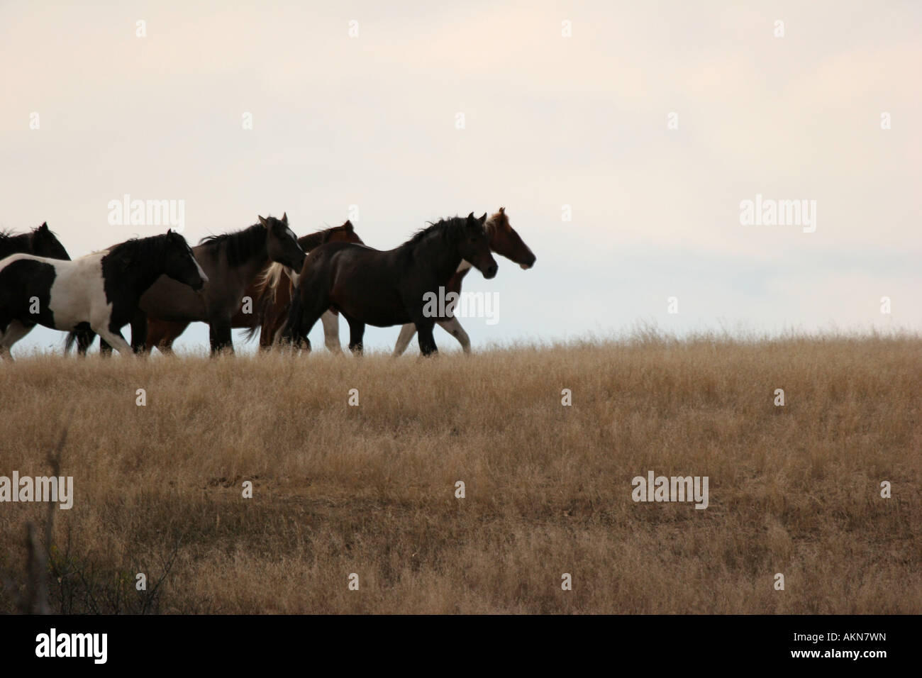 Horses in the grasslands of South Dakota Stock Photo Alamy