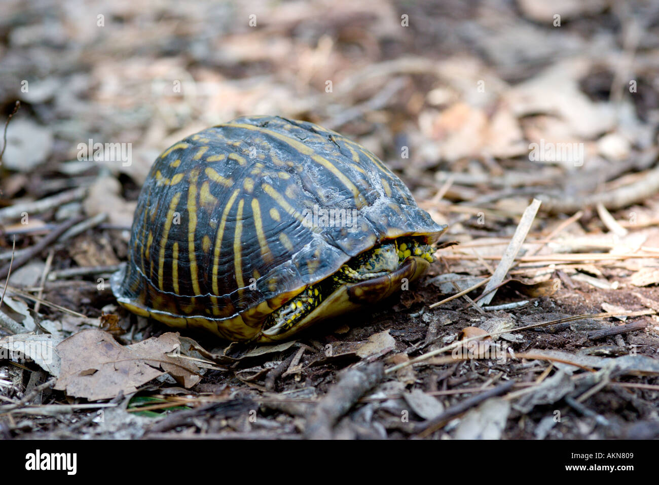Turtle hiding in shell until safe to continue along its path Stock