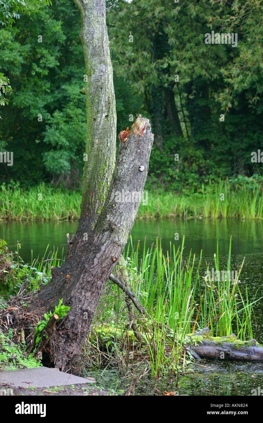 Dying reeds hi-res stock photography and images - Alamy