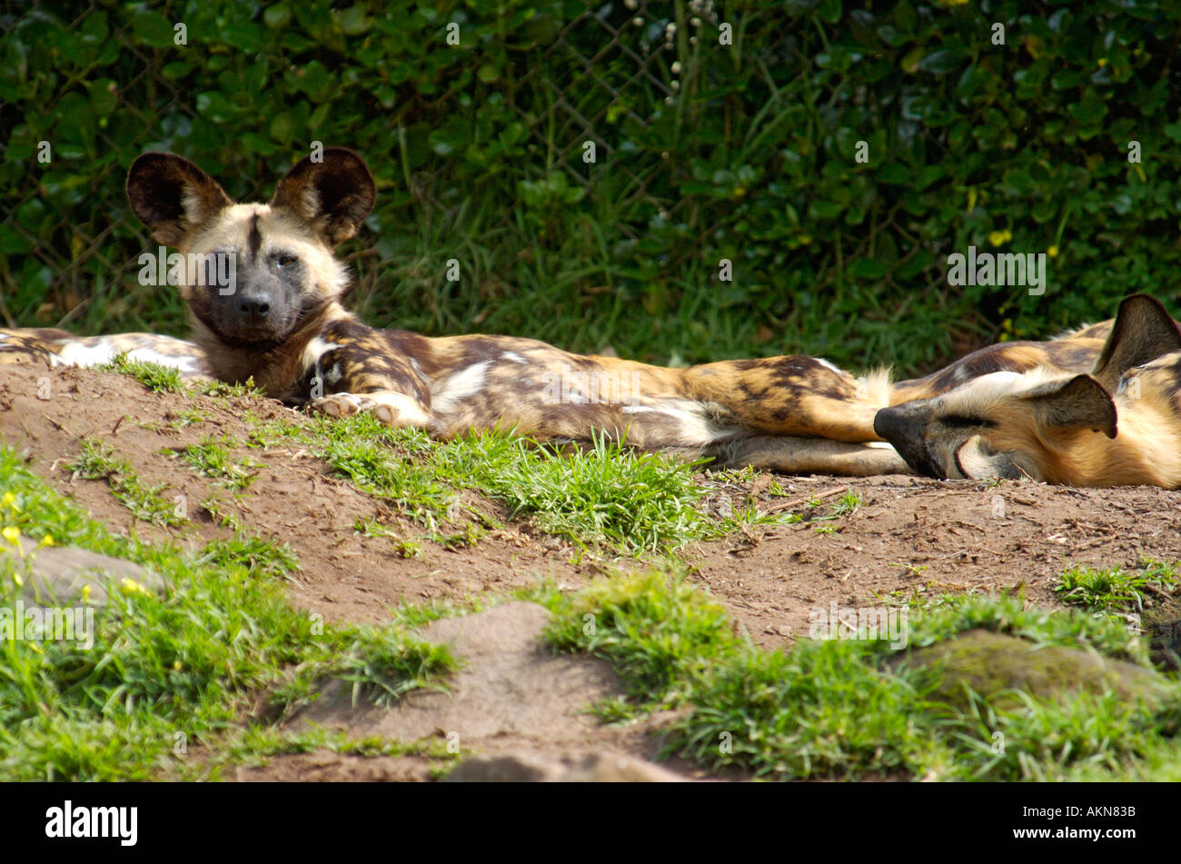 African Wild Dog Stock Photo - Alamy