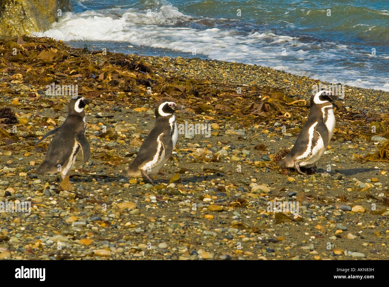 Magellanic Penguins on the Straits of Magellan near Punta Arenas, Chile ...