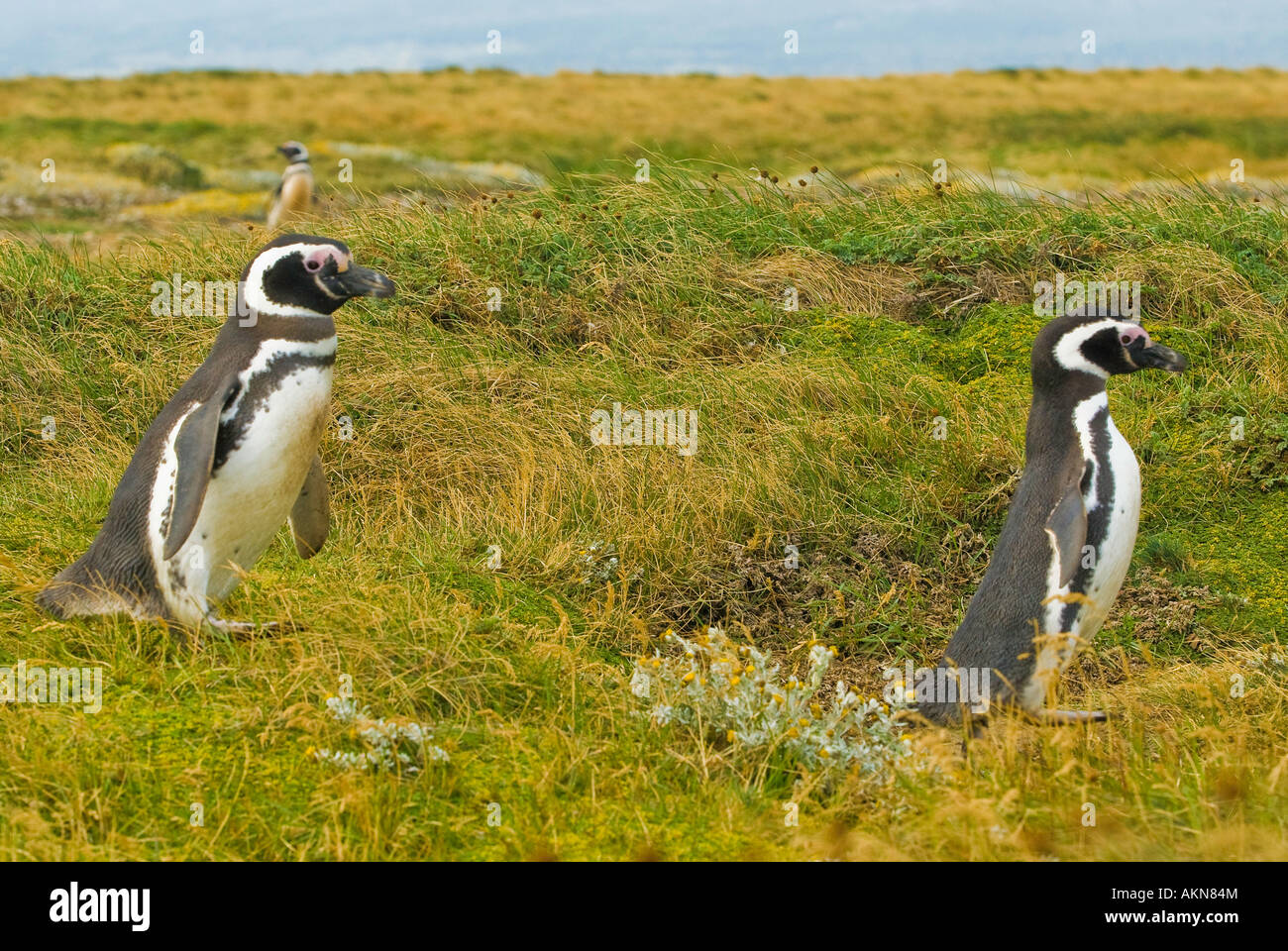 Magellanic Penguins on the Straits of Magellan near Punta Arenas, Chile ...