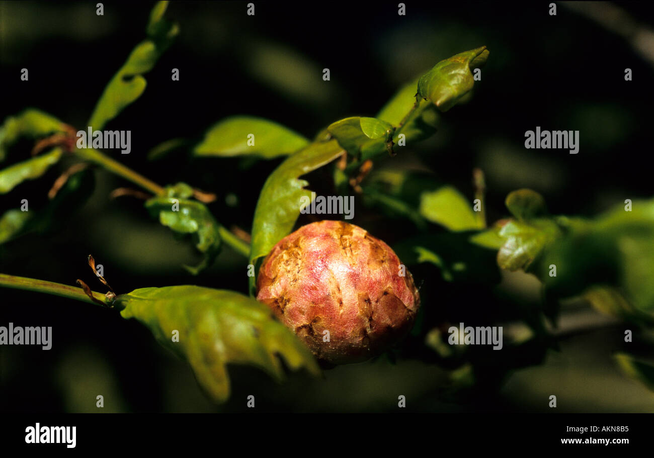 Oak Quercus Spp High Resolution Stock Photography and Images - Alamy