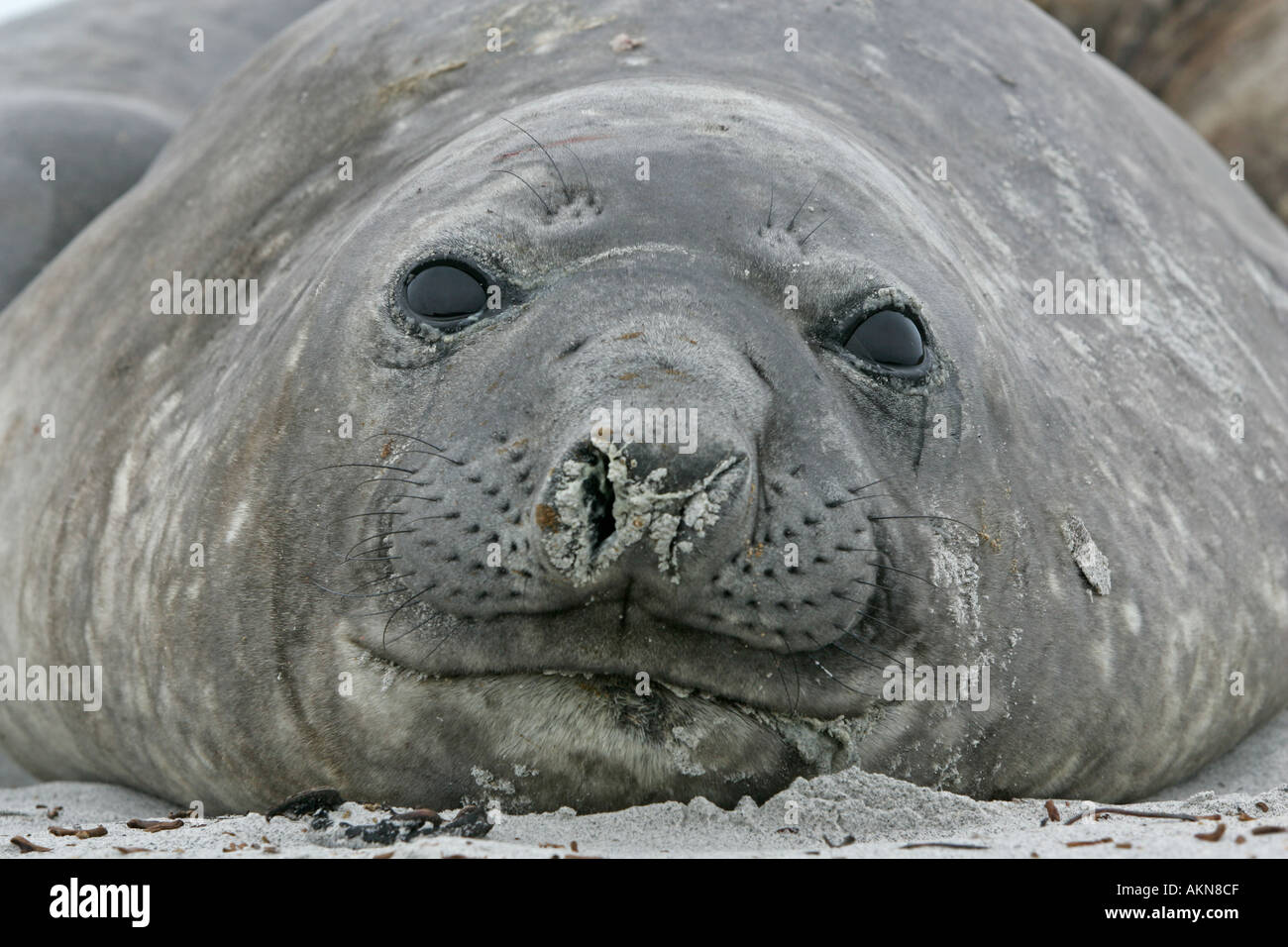 southern-elephant-seal-mirounga-leonina-stock-photo-alamy