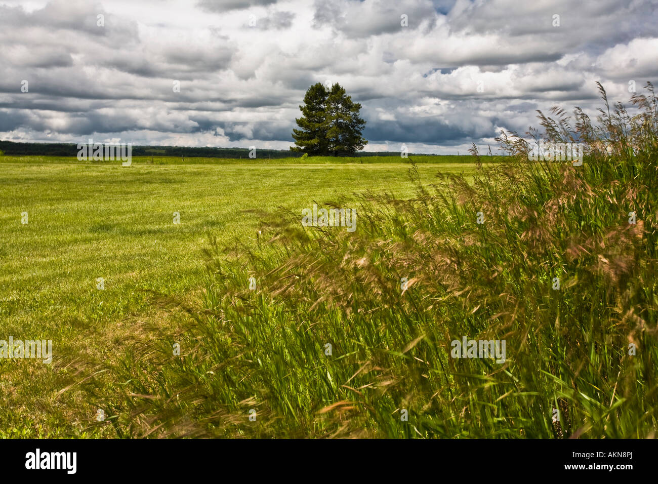 Two trees in a field Stock Photo - Alamy