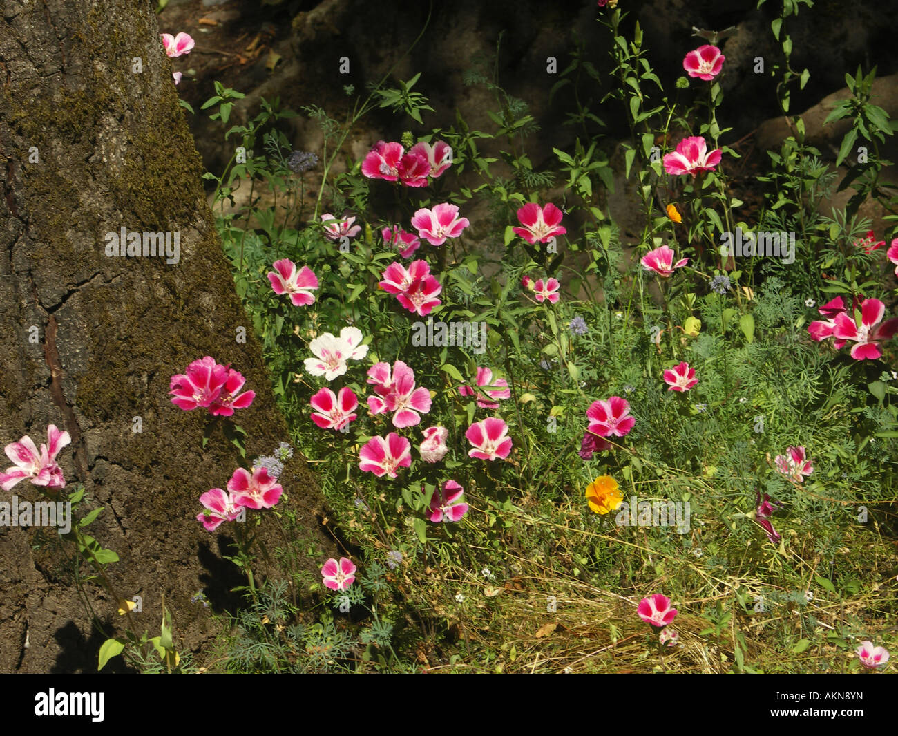 wildflower Godetia Clarkia amoena Stock Photo Alamy