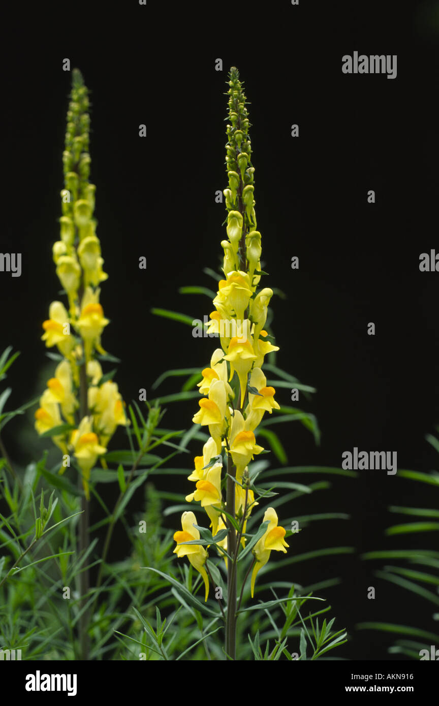 Common Toadflax Linaria Vulgaris Stock Photo