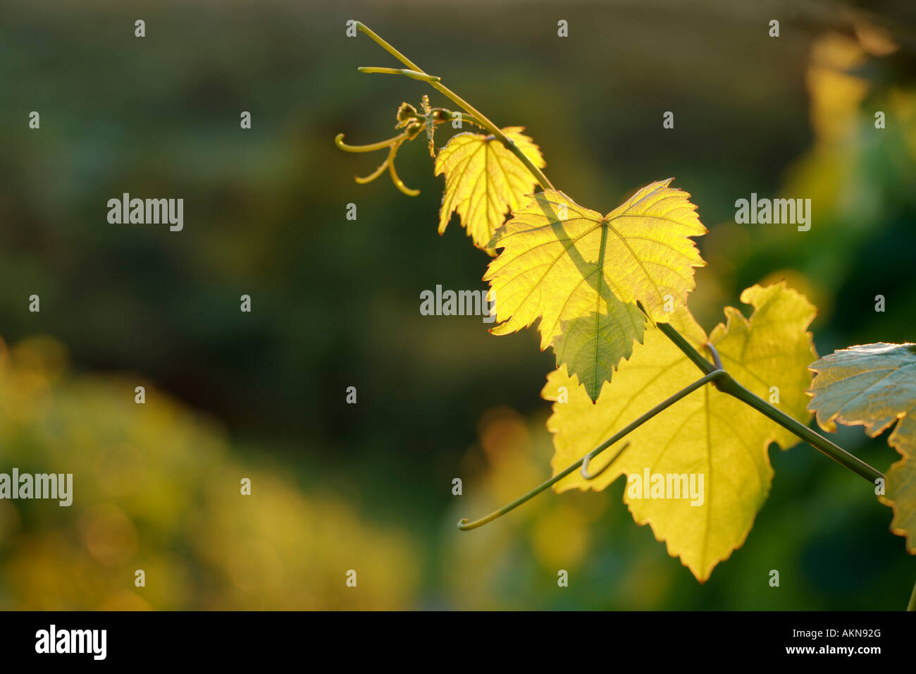 grapevine tendrils with evening light Stock Photo