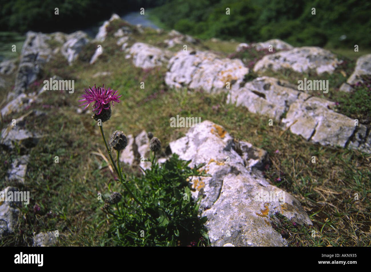On the greater knapweed hi-res stock photography and images - Alamy