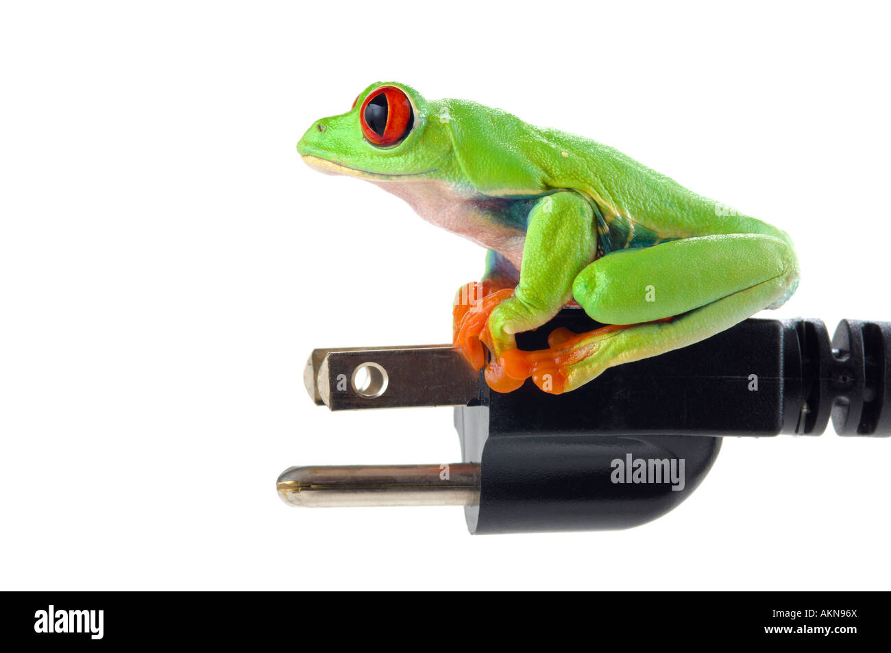 Red-eyed tree frog on electrical plug Stock Photo