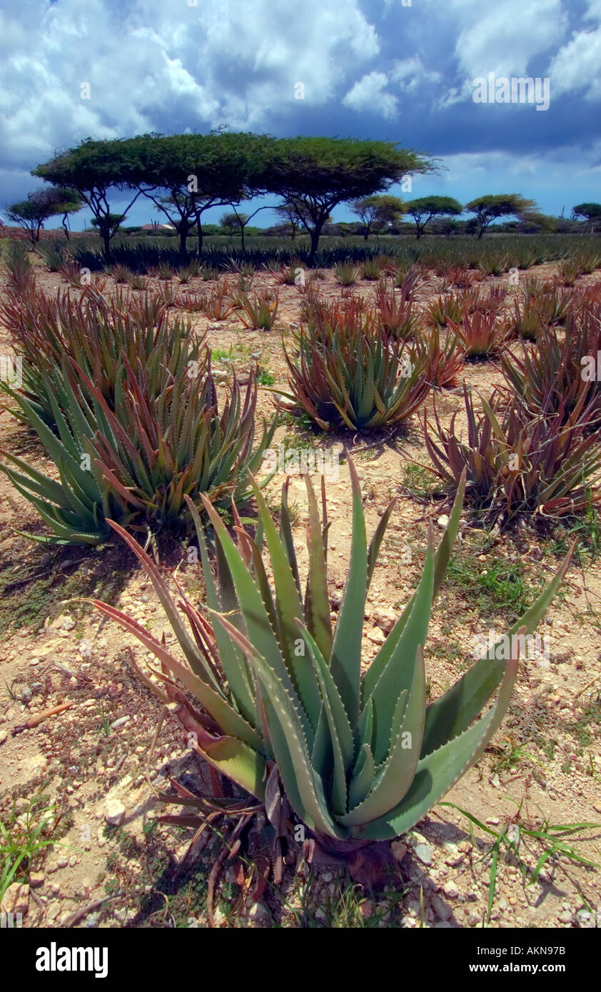 Aruba Aloe - Aloe Vera plantation, Aruba, Lesser Antilles, Caribbean Stock  Photo - Alamy