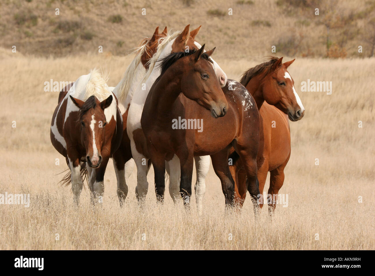 Horses gathering in the plains of South Dakota Stock Photo Alamy