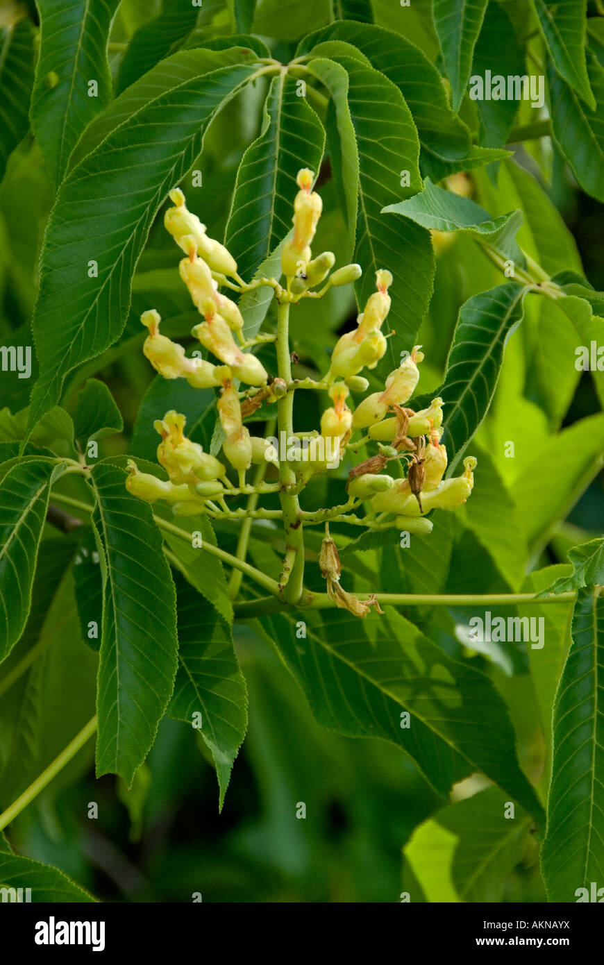 Walnut tree (Juglans regia) Flowers Stock Photo