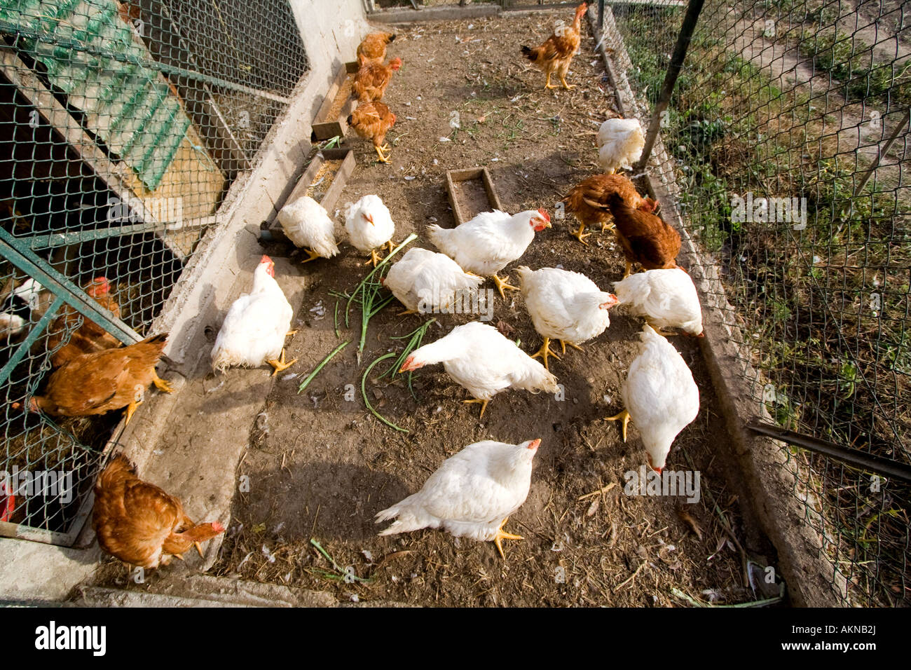 chickens in coop Stock Photo - Alamy