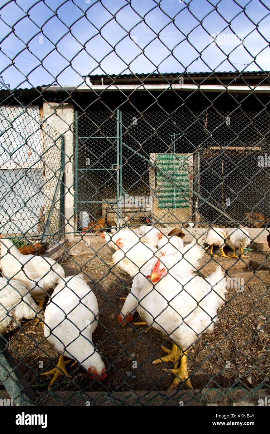 chickens in coop Stock Photo Alamy