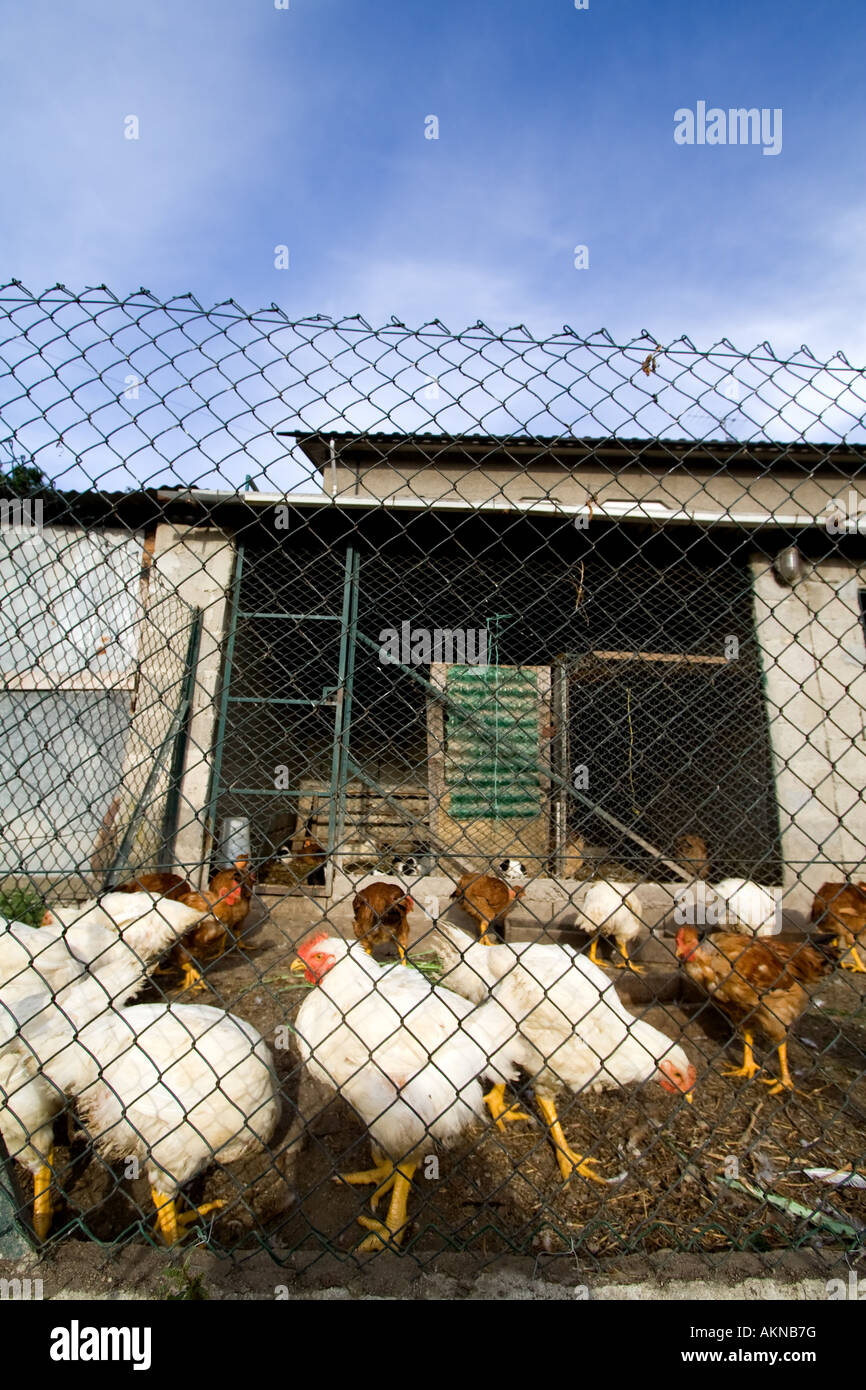 chickens in coop Stock Photo - Alamy